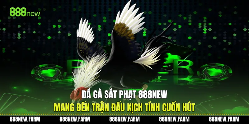 Đá Gà Sát Phạt 888new Mang Đến Trận Đấu Kịch Tính Cuốn Hút