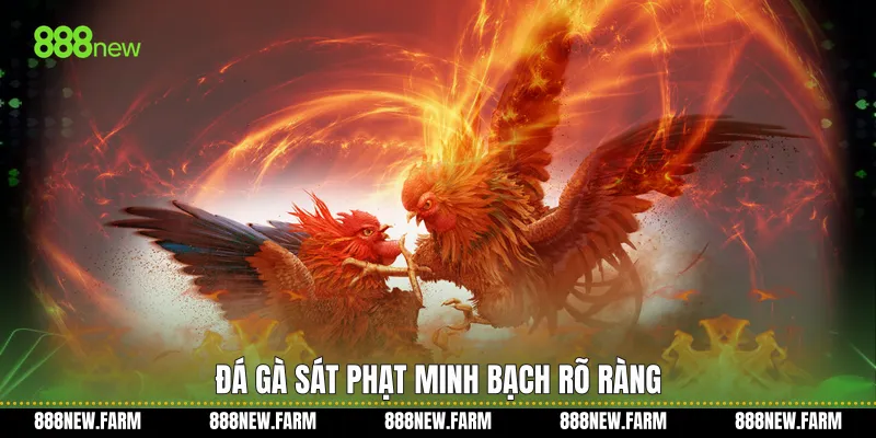 Đá gà sát phạt minh bạch rõ ràng