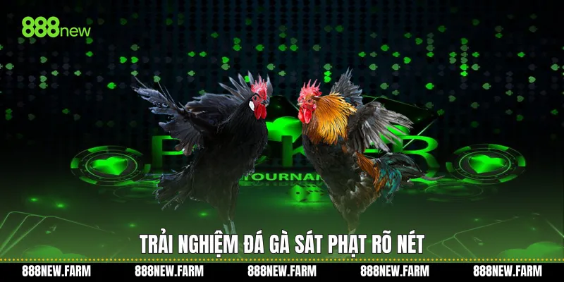 Trải nghiệm Đá gà sát phạt rõ nét